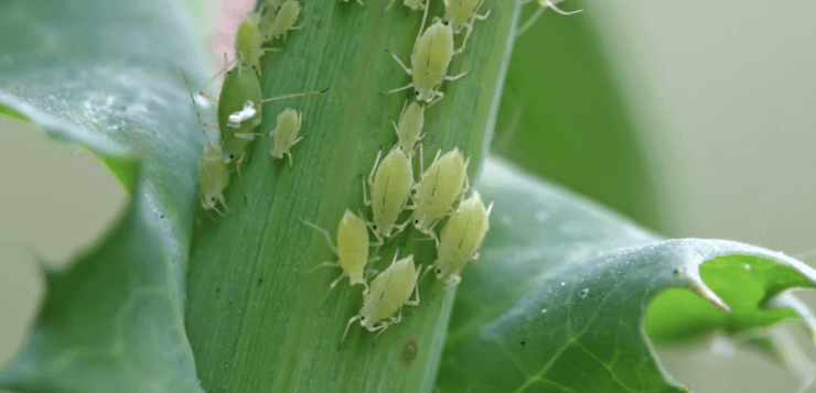 aphids