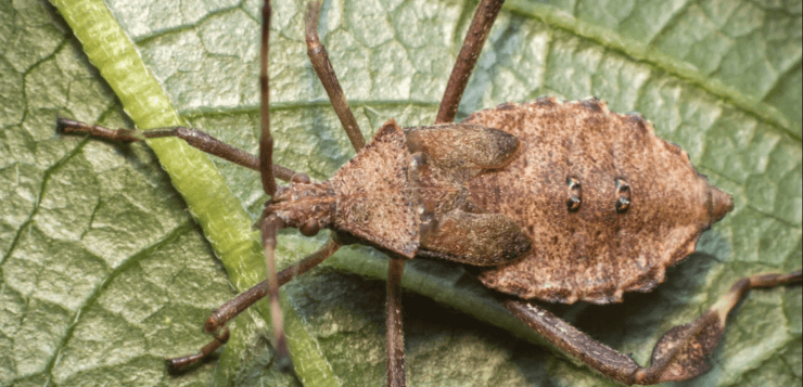 squash bugs