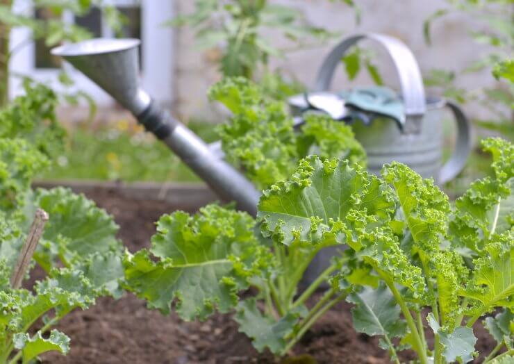 Watering can next to kale in the garden