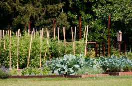 The White House Vegetable Garden: 10 Fascinating Facts