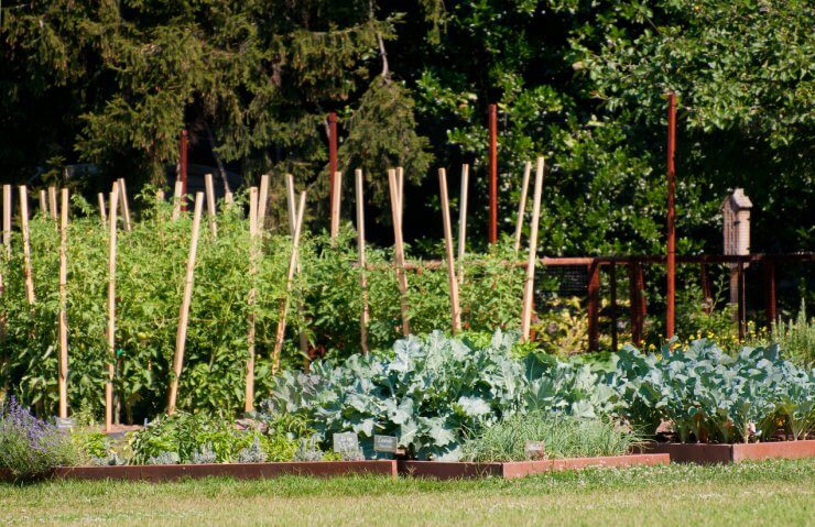 White House vegetable garden