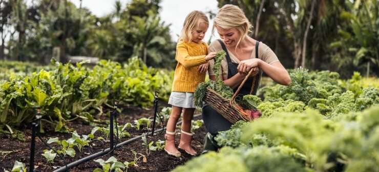 Woman and child harvesting fresh kale