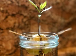 10 Tips for Growing Avocados Indoors from Seed