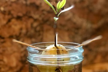 10 Tips for Growing Avocados Indoors from Seed
