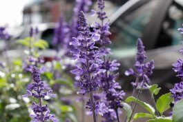 Betty’s Blue Lavender