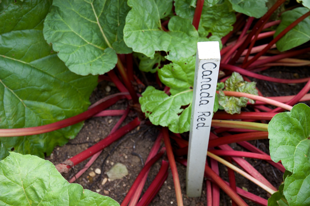 Canada Red Rhubarb Food Gardening Network