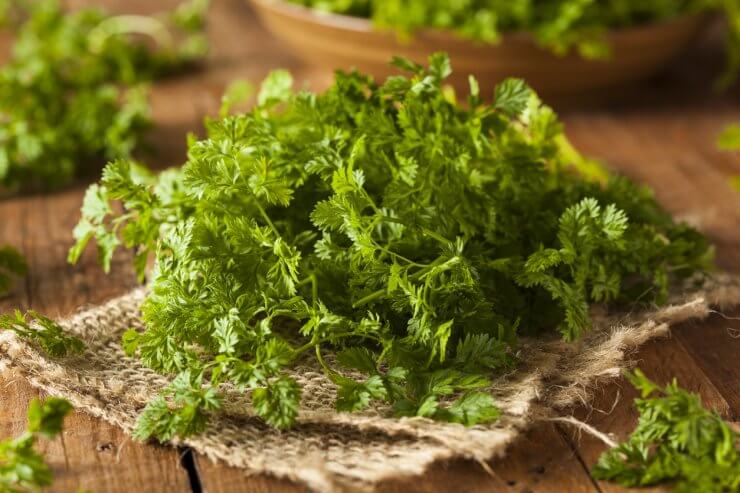 Chervil