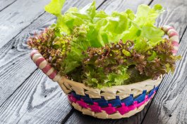 How to Grow Lettuce in Containers for the Winter