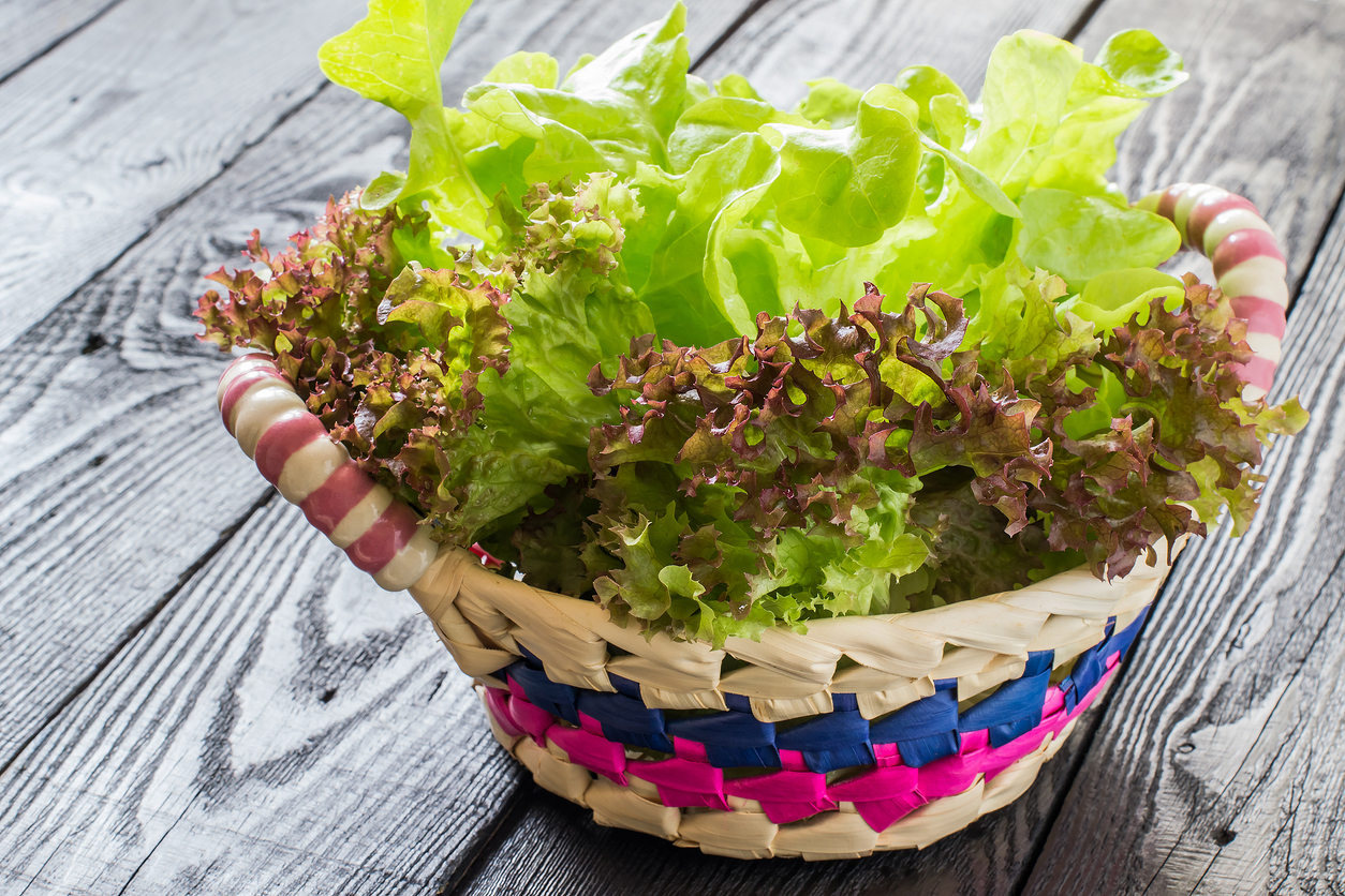 Fresh lettuce for a dietary food in the basket