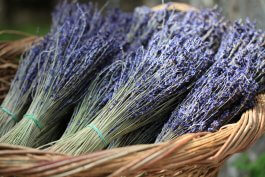 Harvesting your Lavender