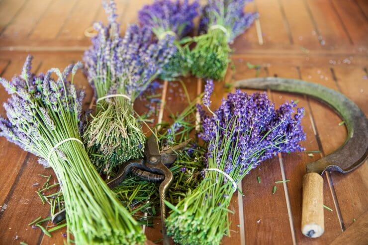 Freshly harvested lavender with shears and a sickle