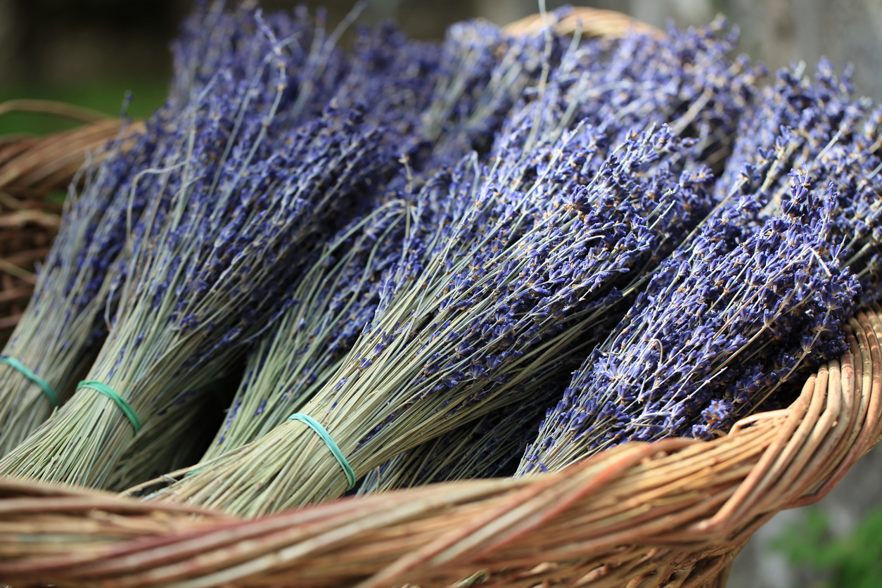Harvesting your Lavender Food Gardening Network