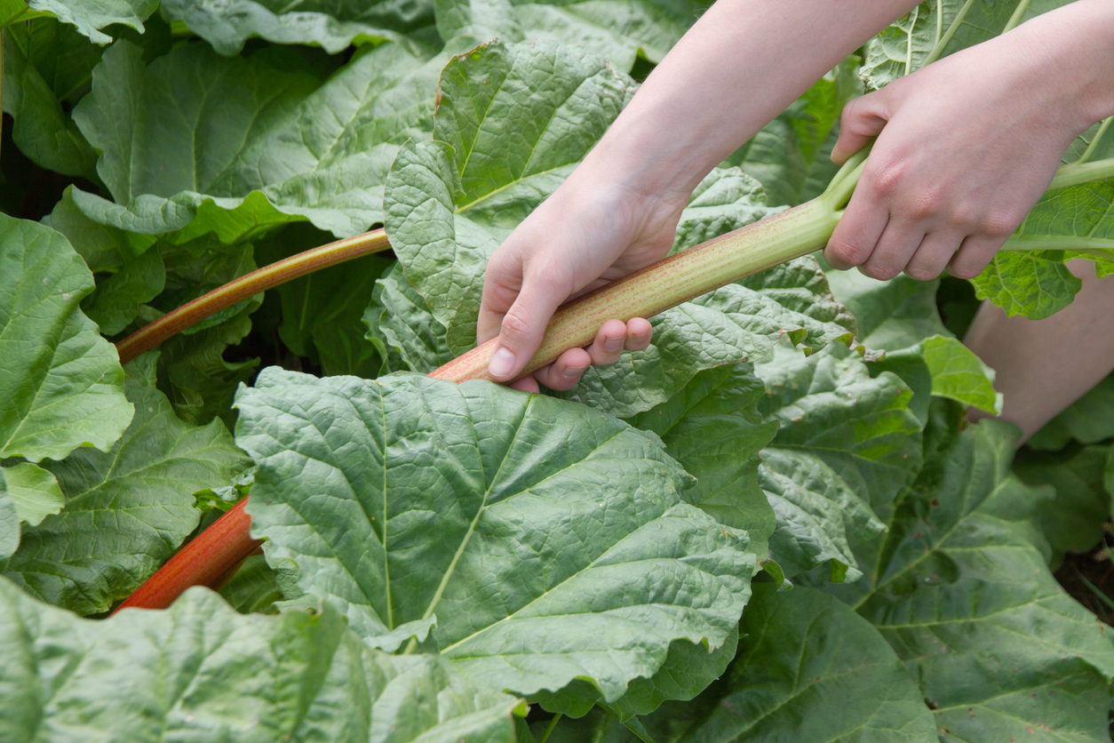 Harvesting Your Rhubarb Food Gardening Network   Gardener Harvesting Rhubarb 