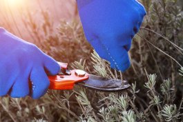 Pruning your Lavender & Preparing for Winter
