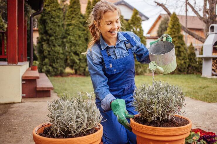 Gardener watering her container-grown lavender
