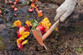 Watering, Weeding, and Fertilizing your Rhubarb Plants