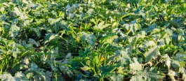 Sun and Soil Requirements for Growing Rhubarb