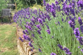 Hidcote Lavender