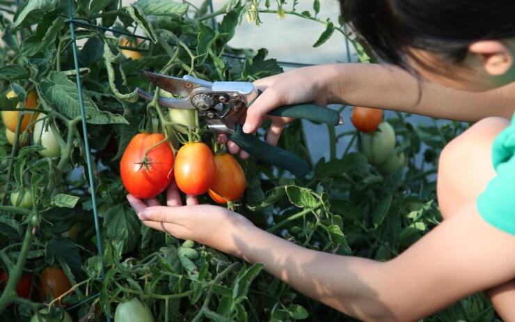 Home Grown Tomatoes