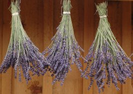 Storing and Preserving Your Lavender