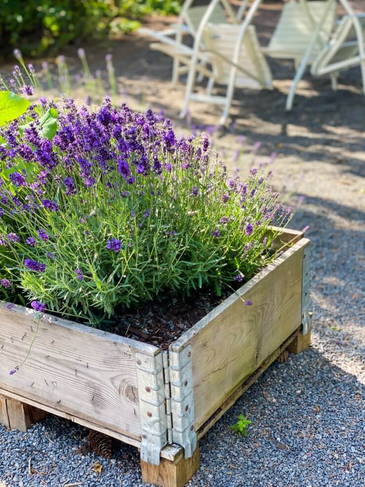 Lavender growing in a raised bed