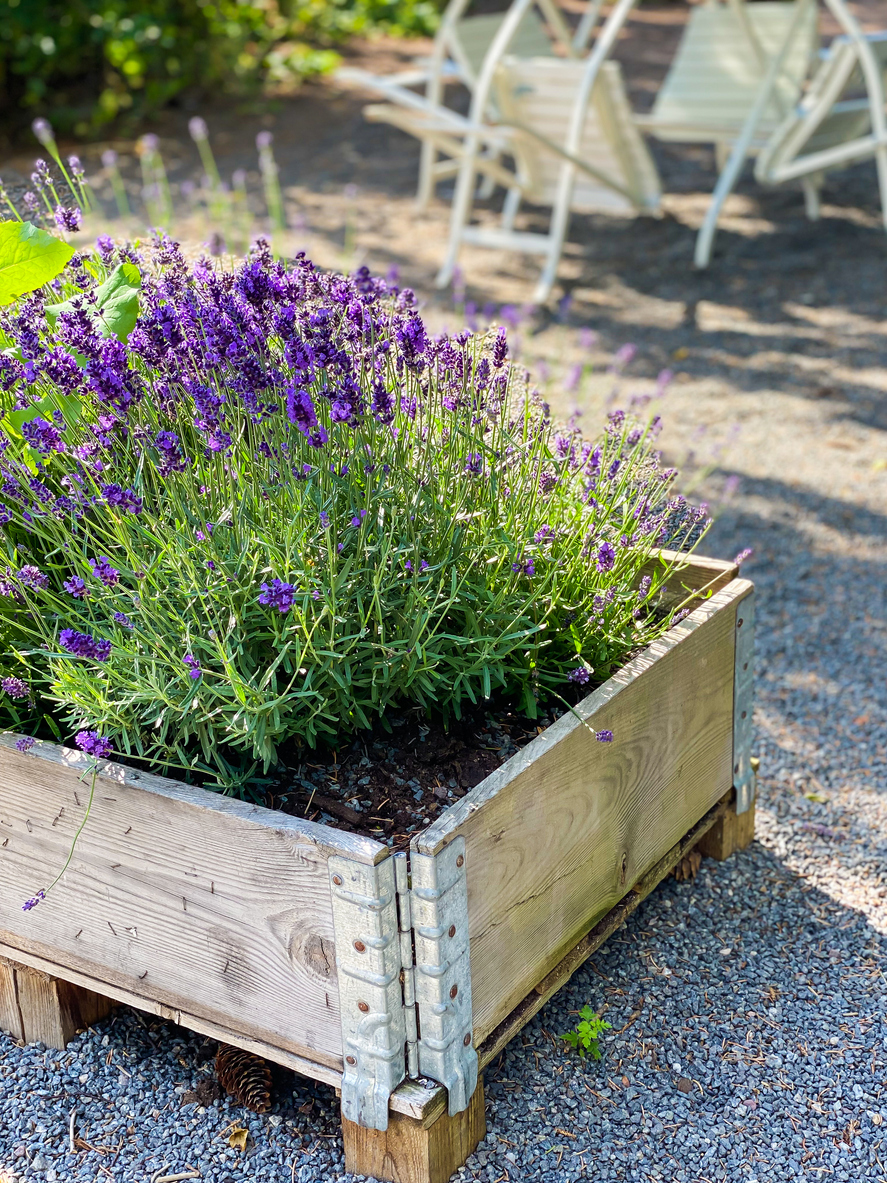 Planting Lavender in the Ground or in Raised Beds Food Gardening Network