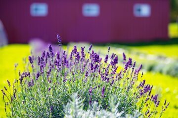 Lavender growing in front of a barn