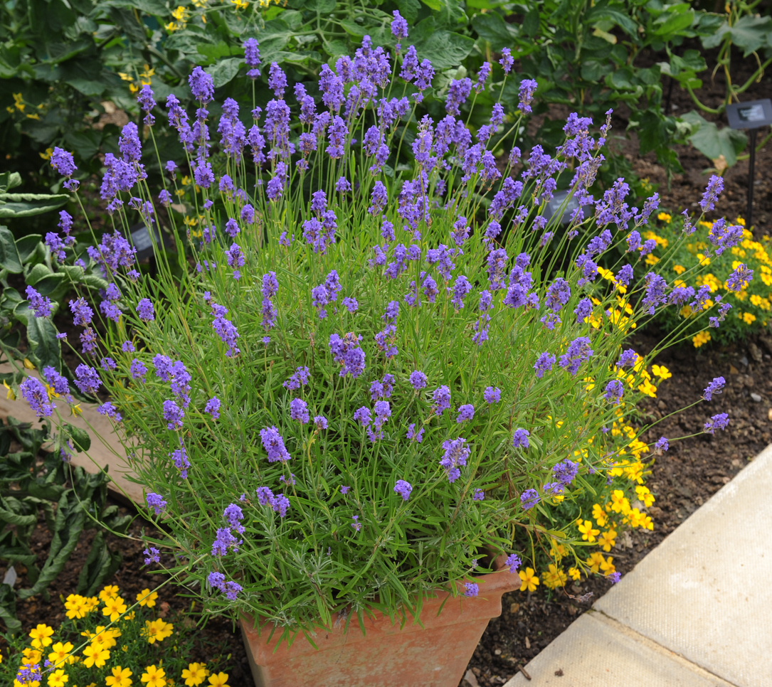 growing-lavender-in-containers-food-gardening-network