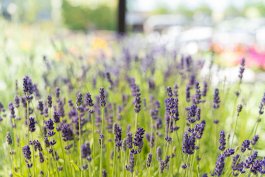 Nutrition Facts about Lavender