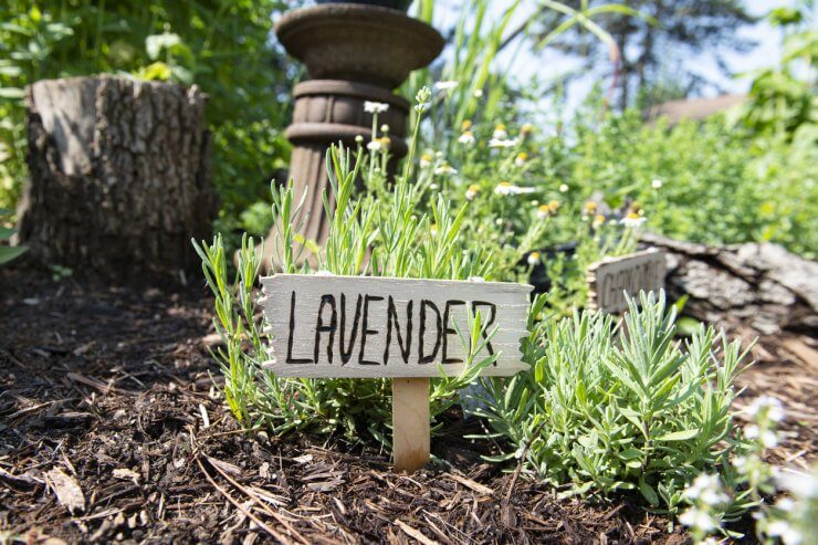 Lavender growing in the ground