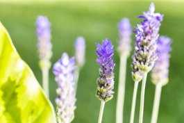 Sun and Soil Requirements for Growing Lavender