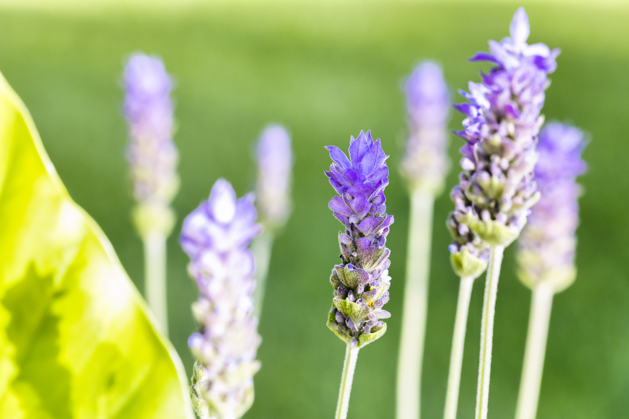 Sun and Soil Requirements for Growing Lavender Food Gardening Network