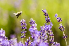 Dealing with Lavender Diseases