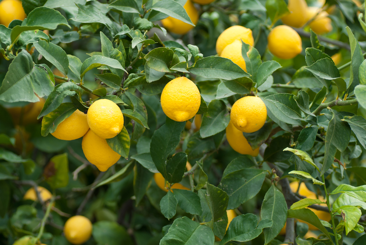 When Your Lemon Tree Flowers, But No Fruit Grows Food Gardening Network