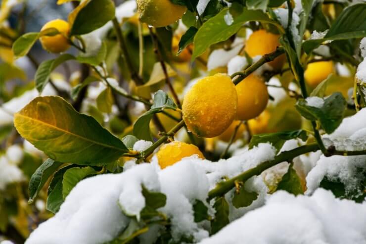 Lemons wet with drops of water on the tree, and with the branches covered with snow.