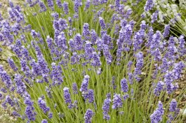 Melissa Lilac Lavender