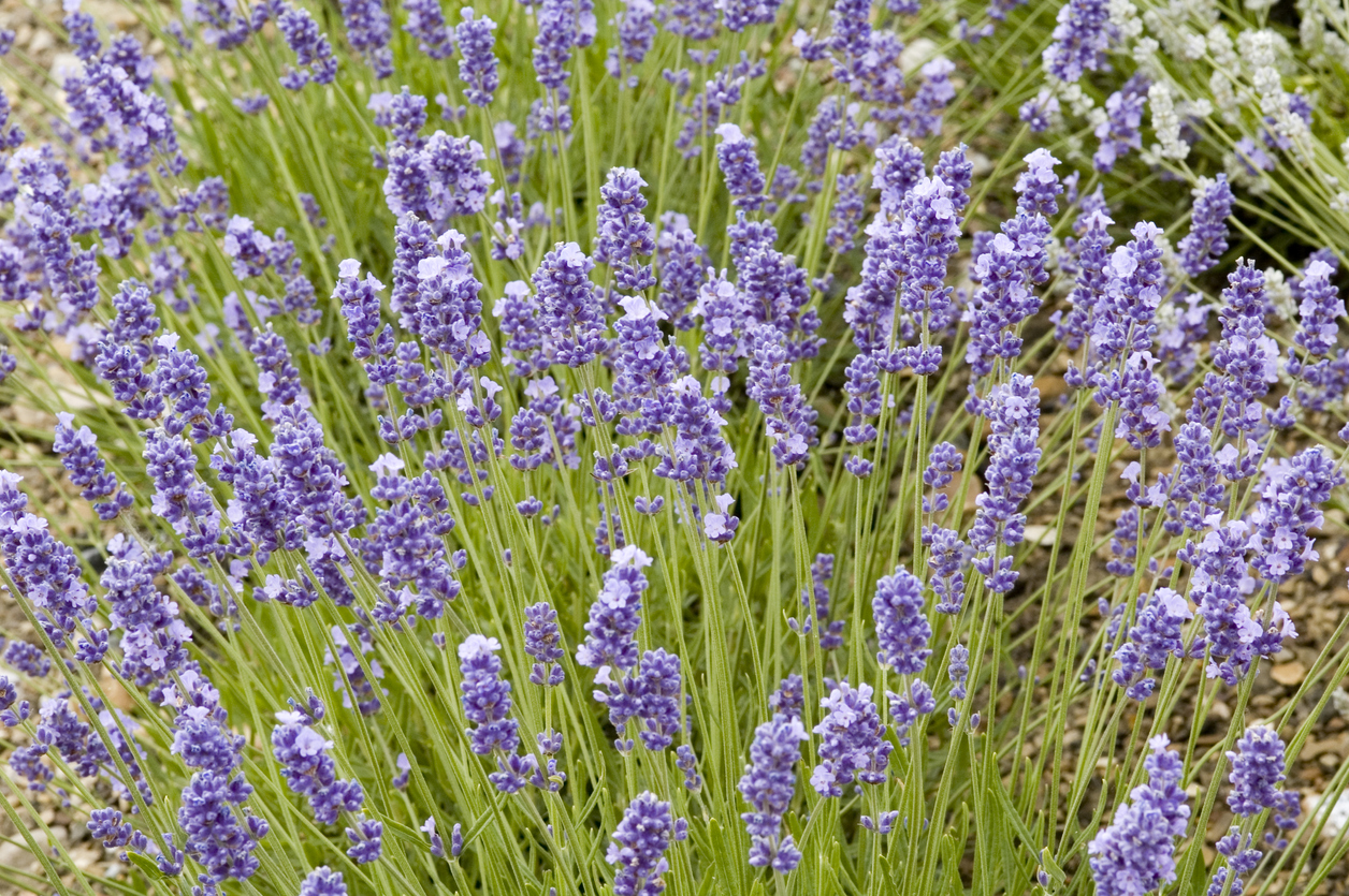 Melissa Lilac Lavender - Food Gardening Network