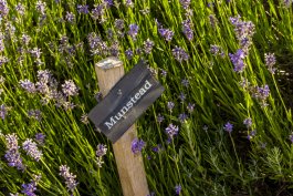 Munstead Lavender