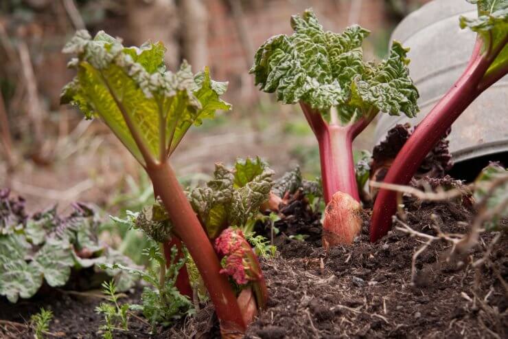 New growth of Rhubarb plant