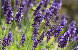 Provence Lavender