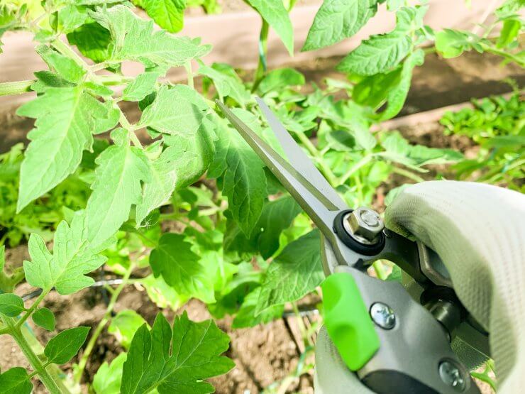 Pruning and care of tomato in greenhouse