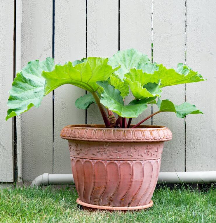 Rhubarb growing in terracotta pot