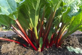 Dividing Rhubarb: Splitting, Transplanting, and Methods for Moving