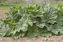 Planting Rhubarb in the Ground or in Raised Beds