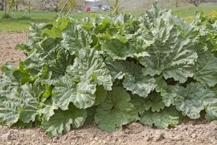 Rhubarb growing in the ground