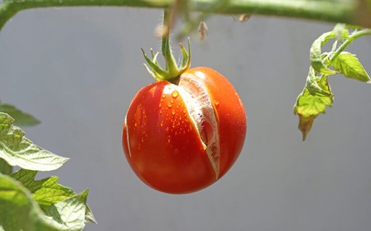 Ripe tomato with a spli