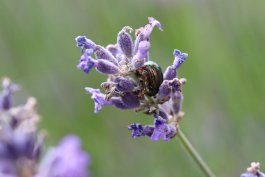 Dealing with Lavender Pests
