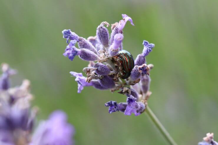 Rosemary beetle on a lavender plant