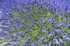 Royal Velvet Lavender