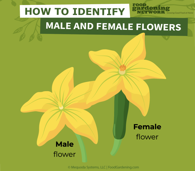 How to Pollinate Indoor Tomatoes - Male and Female